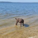 Camp Kiwanis on Pat Mayse Lake