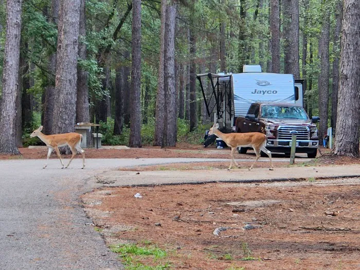 Clear Springs Campground e 17 3