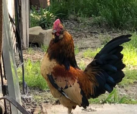 Barefoot Gee's campsite