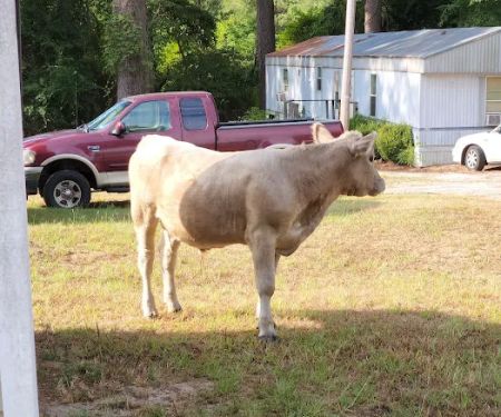 Evergreen mobile home