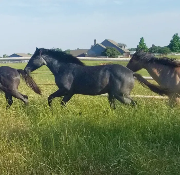 Wild Horse RV Park 8