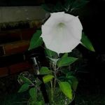 CENTRAL GROUP CAMP (OK) CHICKASAW NRA (npsrecgov)