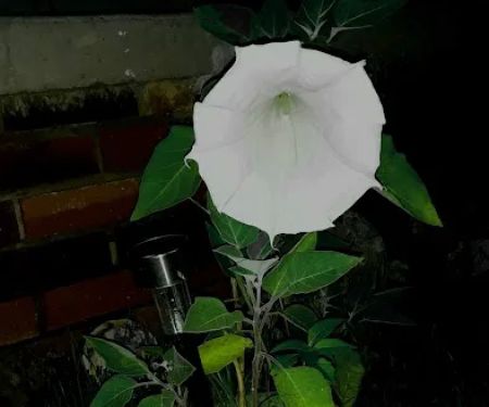 CENTRAL GROUP CAMP (OK) CHICKASAW NRA (npsrecgov)