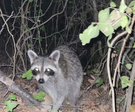 Bright Star Campground