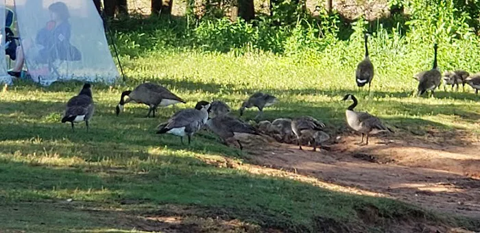 Hog Creek Campground 7