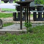 El Dorado Lake - Bluestem Point Area - Sunflower Meadow