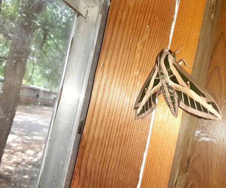 Spring Hill Trailer Park