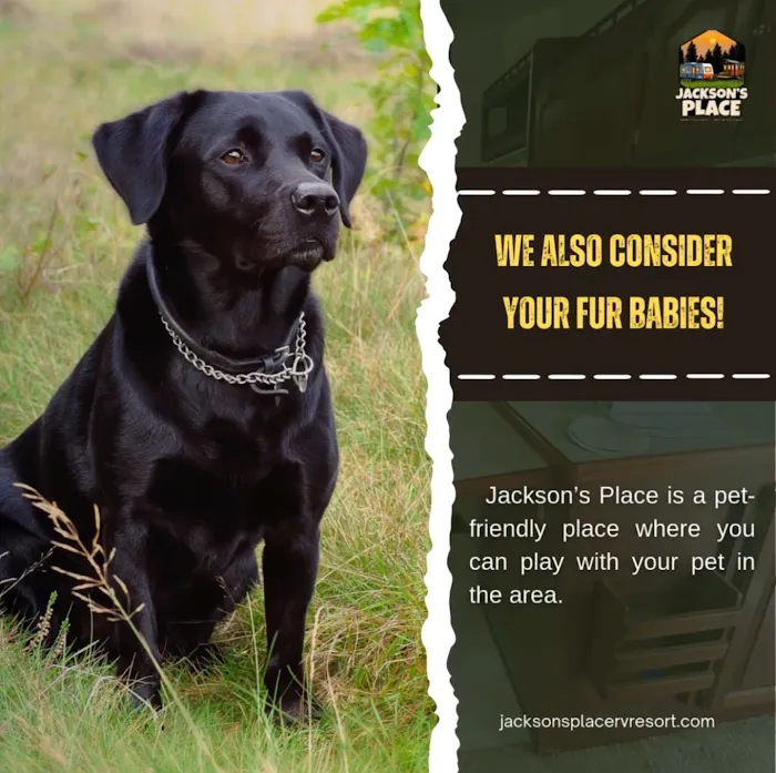 Jackson's Place Tiny Home & RV Resort 8