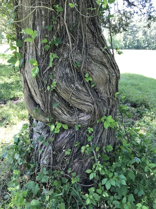 Ancient Oak Resort 4