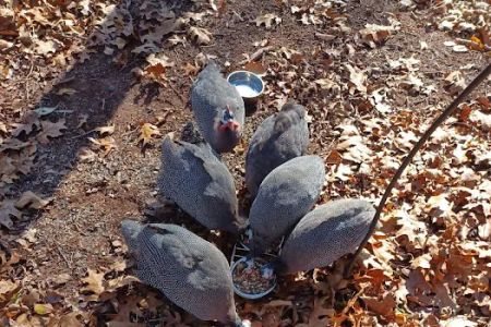 Redtail Campground