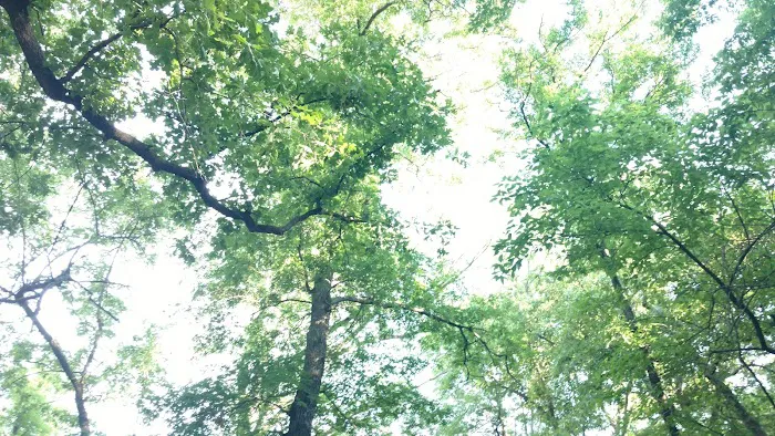 Cold Springs Campground 8