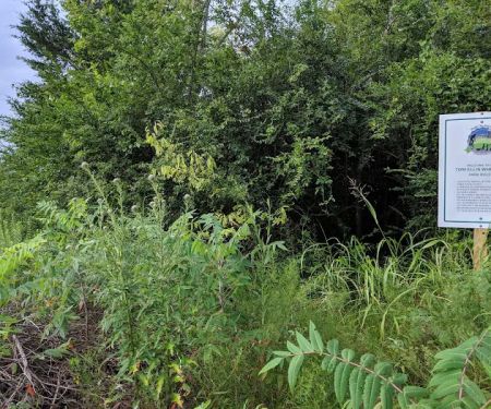 Tom Ellis White Campground