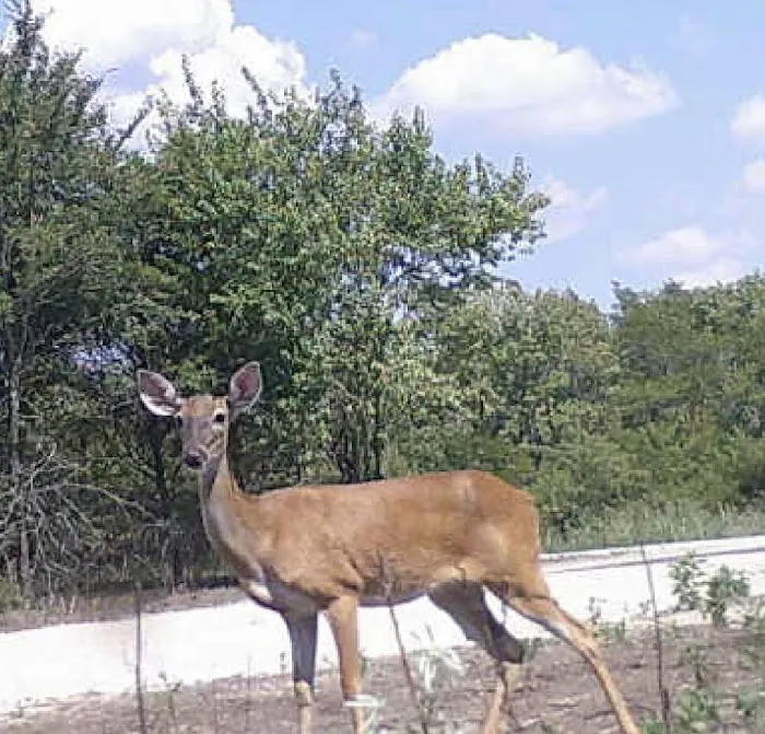 Nature Trails Staycation (RV Park) 5