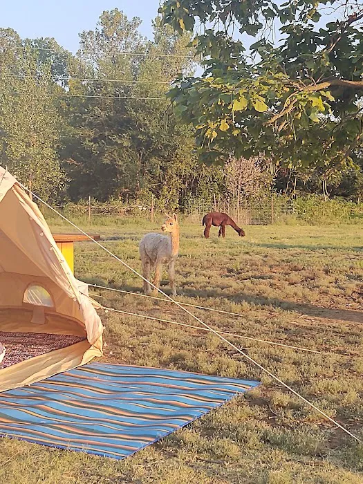 Alpaca Camping 6
