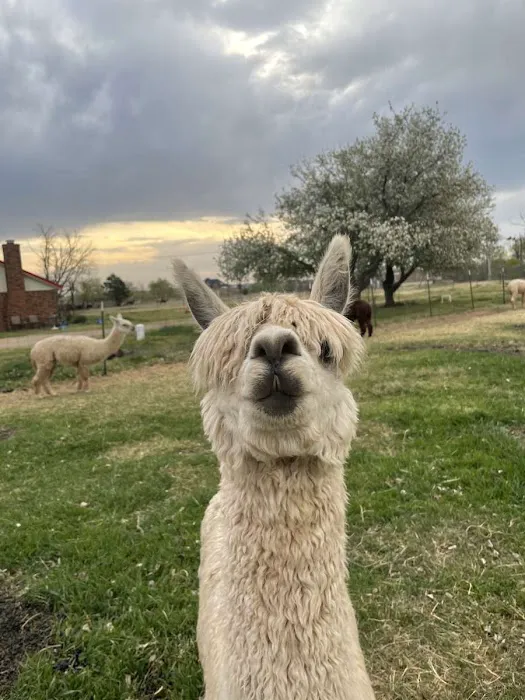 Alpaca Camping 8