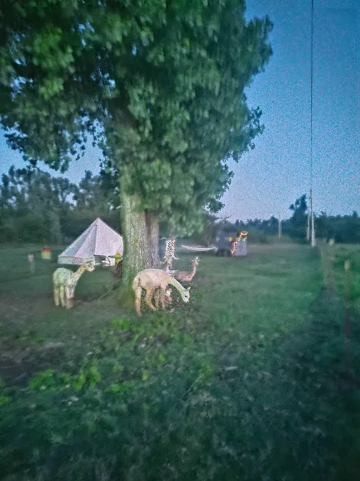 Alpaca Camping 10