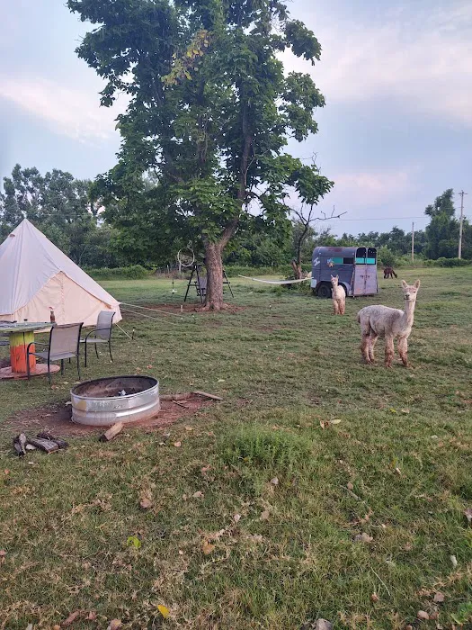 Alpaca Camping 5
