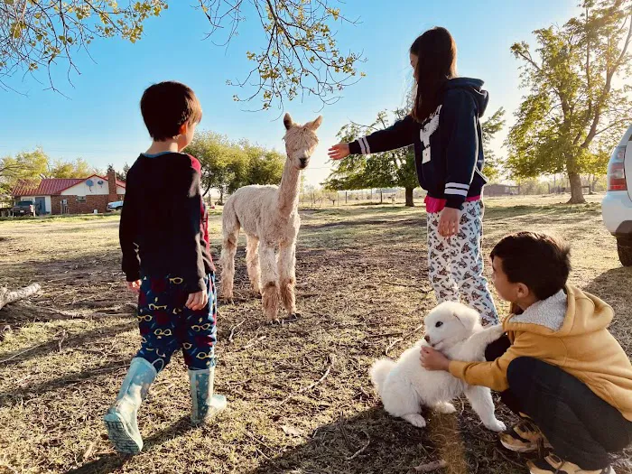 Alpaca Camping 3