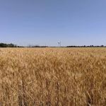 Maple Village Manufactured Home Community