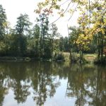 Comfort Lake Village