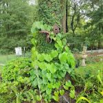 Holiday Springs RV Park