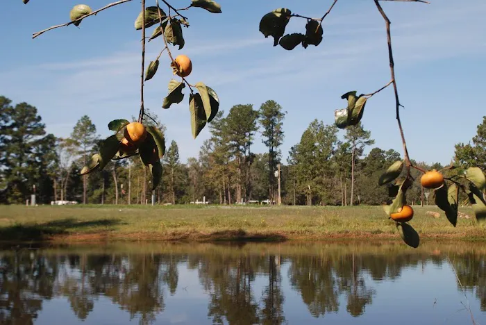 Piney Woods Village RV Park 1