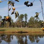 Piney Woods Village RV Park