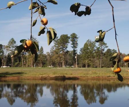 Piney Woods Village RV Park