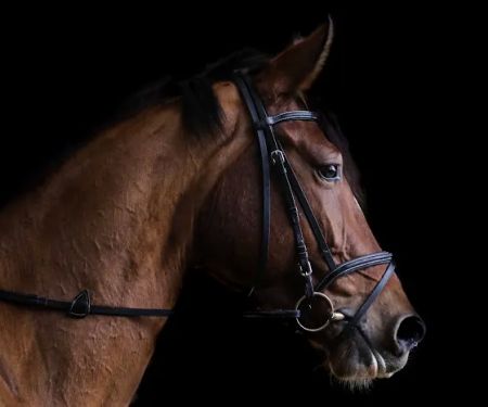 Rock Hill Bed & Bale RV Park & Arena