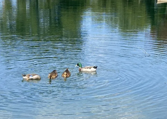 Mockingbird Meadows RV Park 7