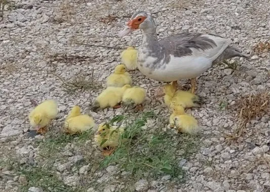Mockingbird Meadows RV Park 5