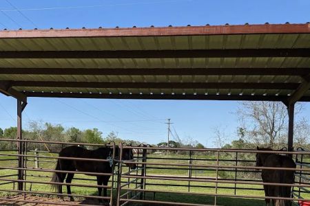 Mineola Appaloosa