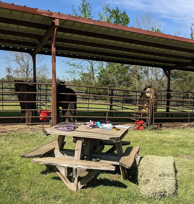 Mineola Appaloosa 2
