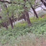 Deer Run Campground at Fort Cobb State Park