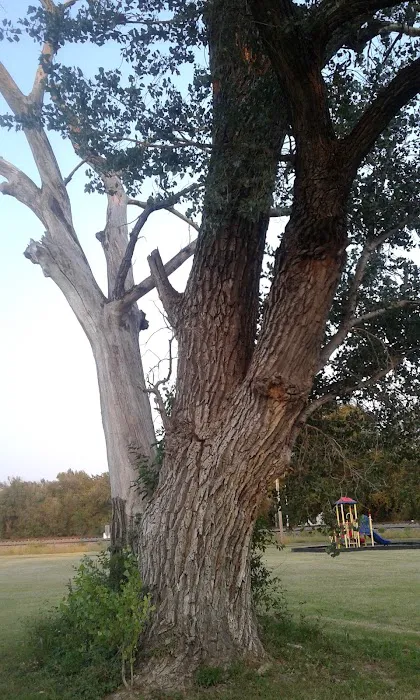 Dog Creek Campground 4