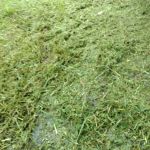 Bayou Mobile Estates