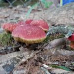 Pine Hill Mobile Home & RV Park