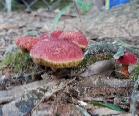 Pine Hill Mobile Home & RV Park