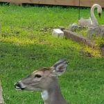 LH Campground, Fishing, Pavillion