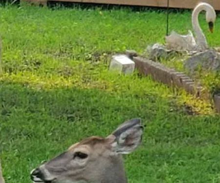 LH Campground, Fishing, Pavillion