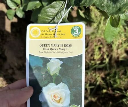 Wilson Christmas Tree Farm and RV Park