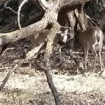 Shoreline RV Park & Marina