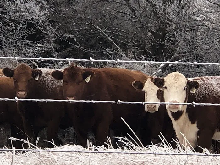 Gyp Hills Guest Ranch 4