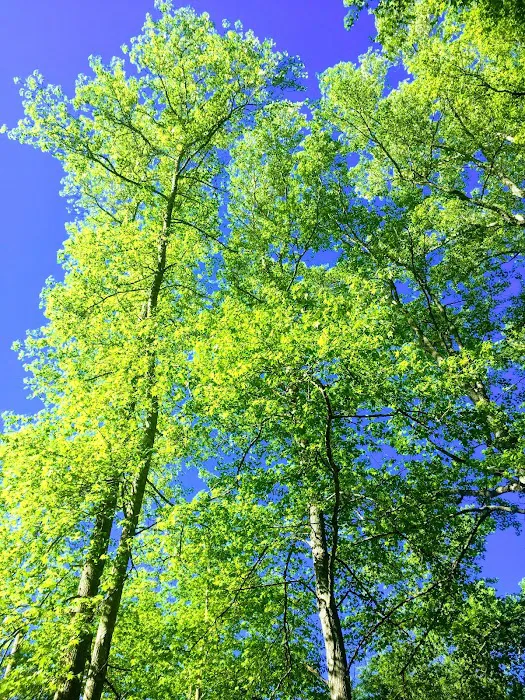 The Grove at Brookhollow 1