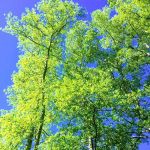 The Grove at Brookhollow