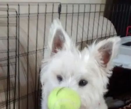 South Shreveport Mobile Villa