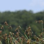 Lake Murray State Park - Rock Tower Campground