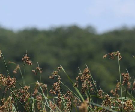 Lake Murray State Park - Rock Tower Campground