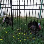 Old Rooster Creek RV Park and Flea Market