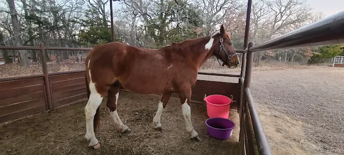 Bluestem Grove Equestrian Camping 5